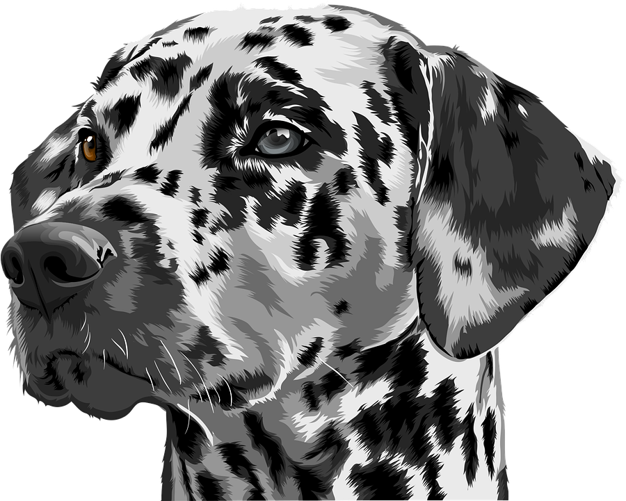 Dalmatian Transparent PNG Image