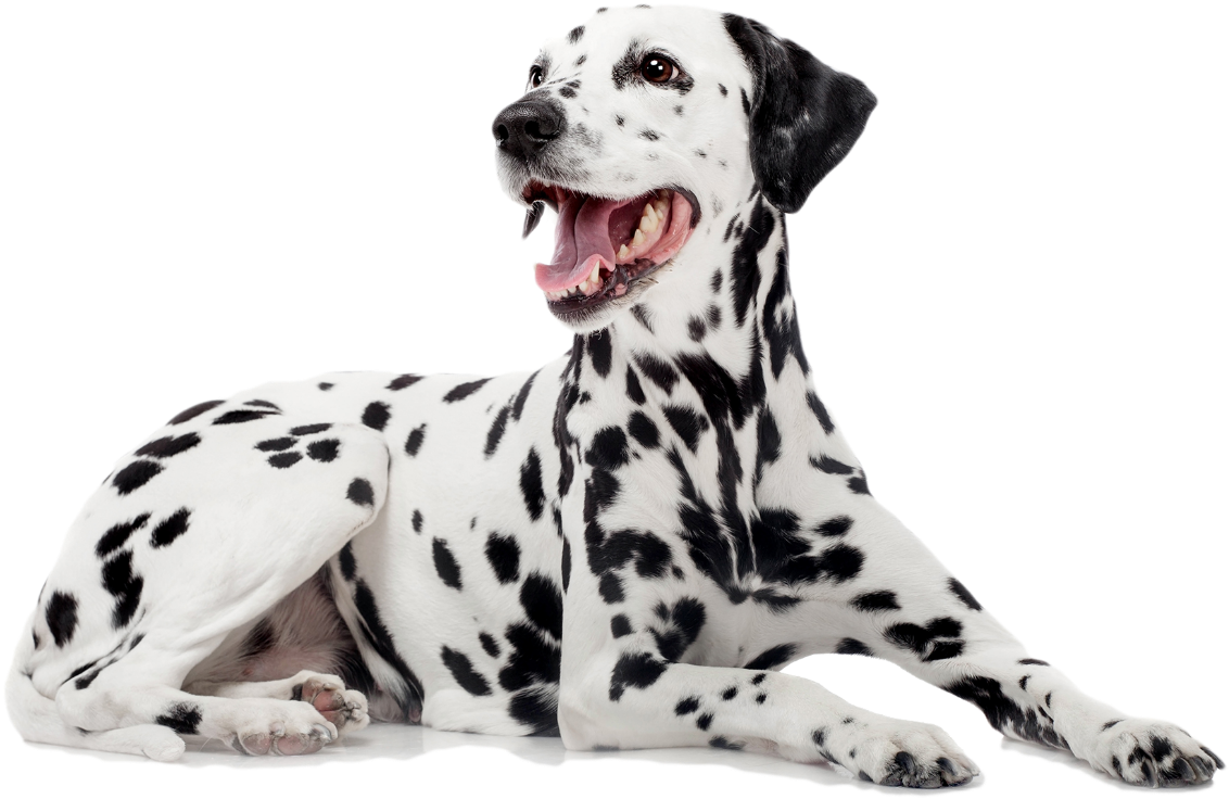 Dalmatian Transparent PNG Image