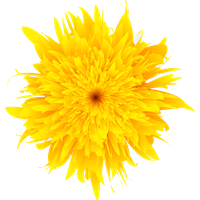 Dandelion PNG
