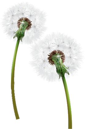 Dandelion Transparent PNG Image