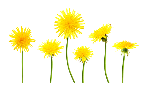 Dandelions Transparent PNG Image