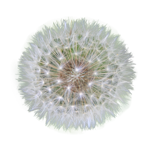 Dandelion Transparent PNG Image