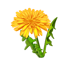 Dandelion PNG Image