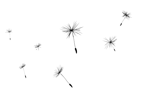Dandelion Transparent PNG Image