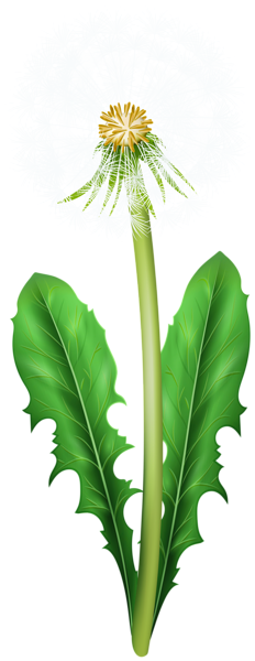 Dandelion Transparent PNG Image