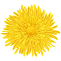 Dandelion PNG