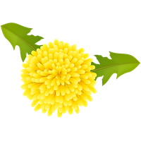 Dandelion PNG