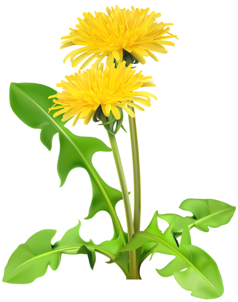 Dandelion Transparent PNG Image