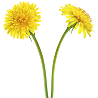 Dandelion PNG