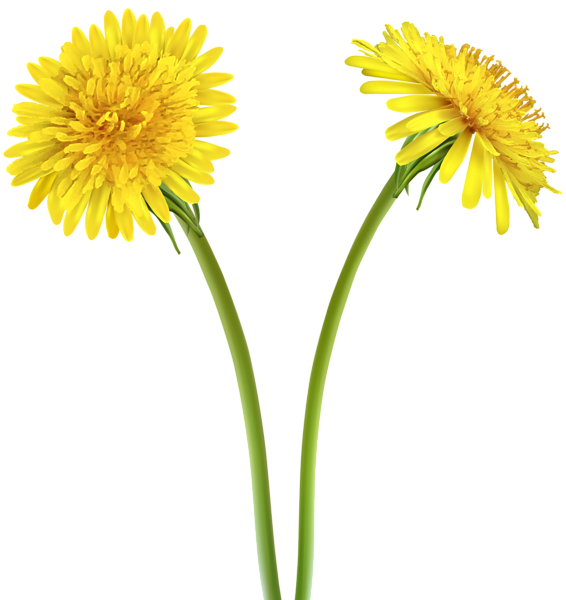 Dandelion Transparent PNG Image