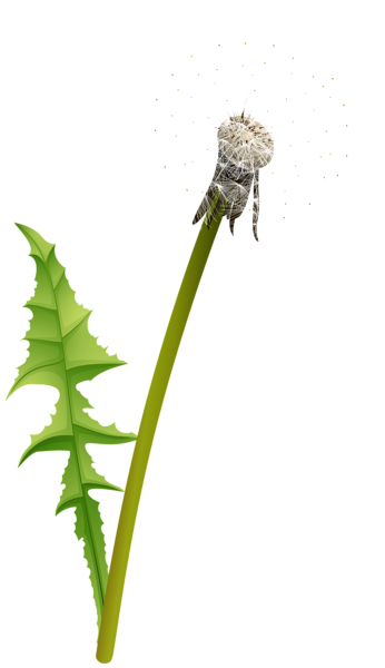 Dandelion Transparent PNG Image