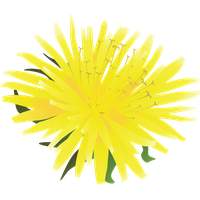 Dandelion PNG