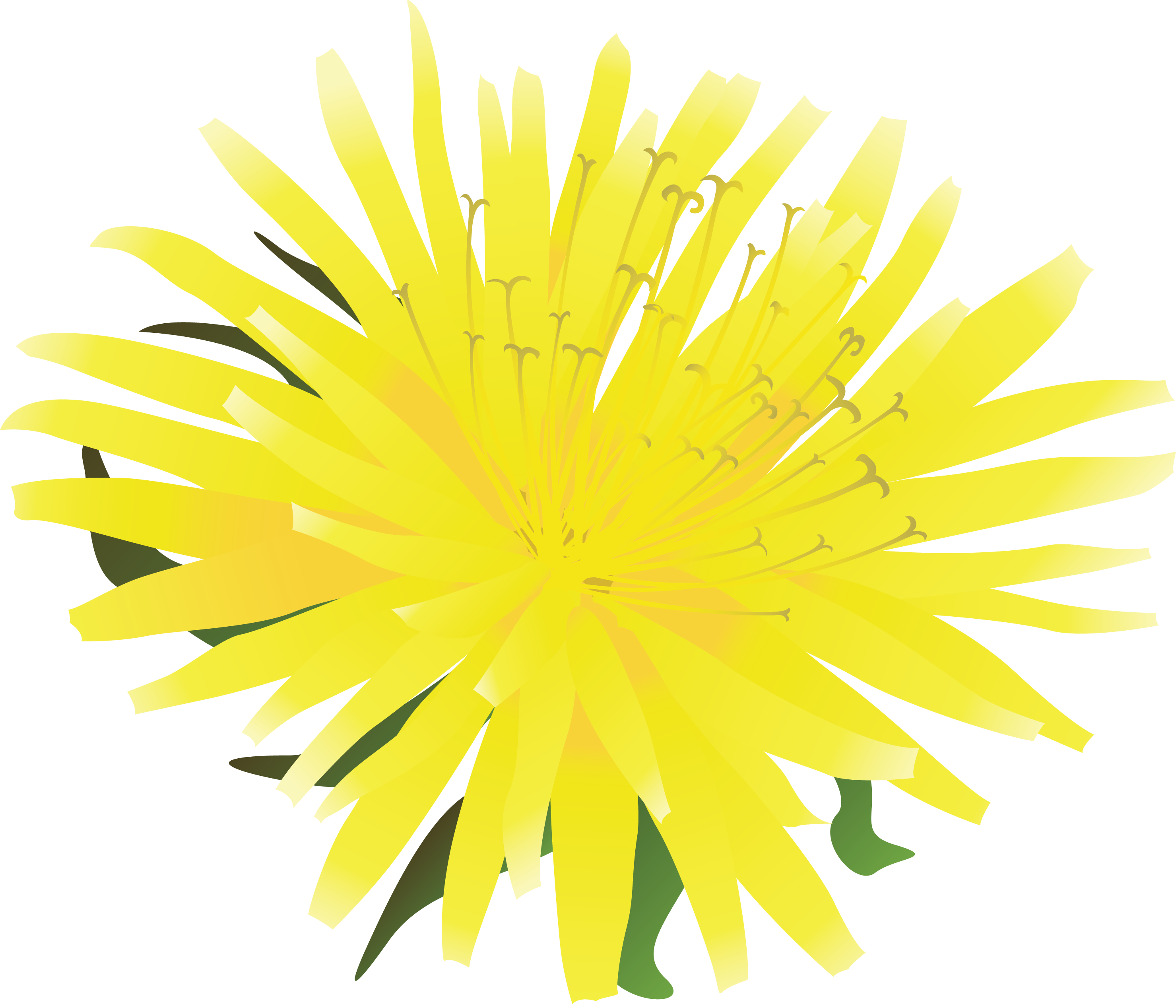 Dandelion Transparent PNG Image
