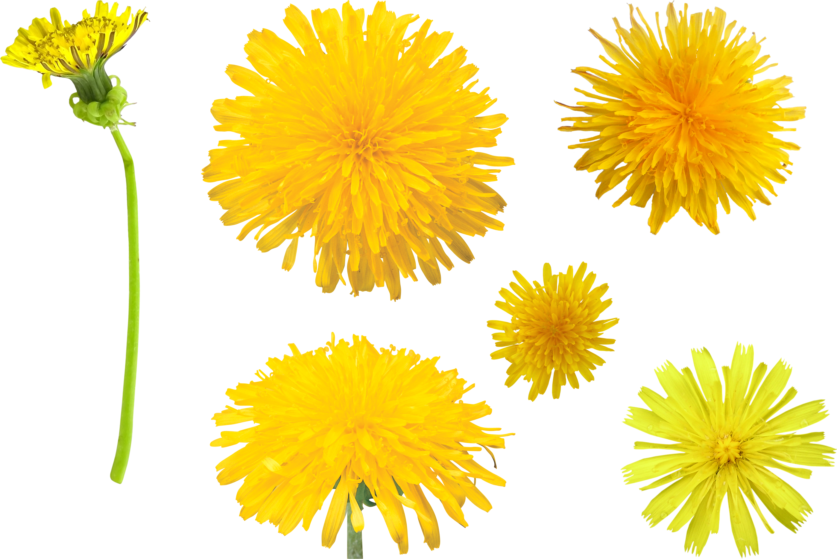 Dandelion Transparent PNG Image