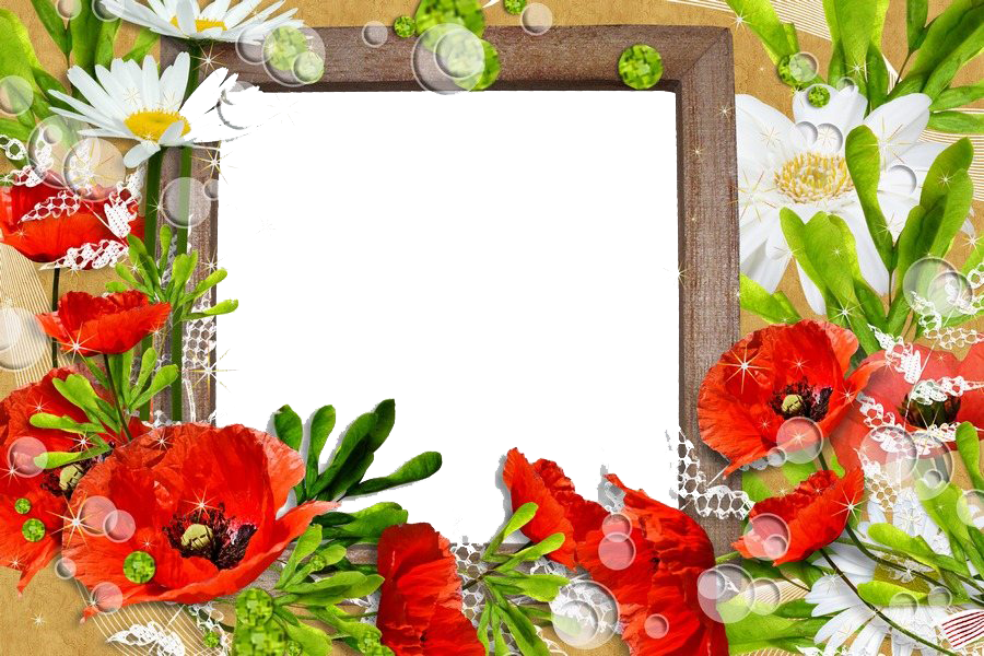 Poppy Frame Flower Photos Free HQ Image PNG Image