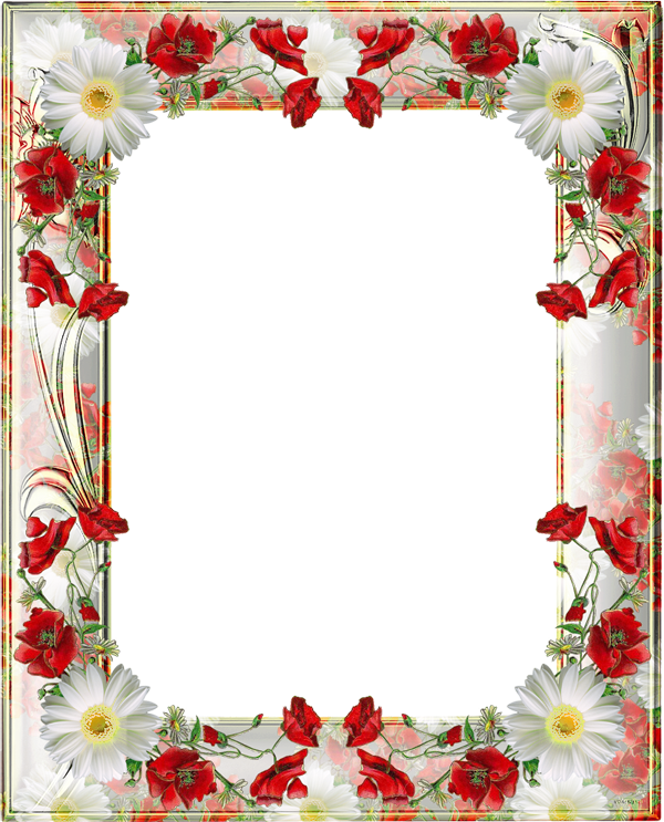 Poppy Frame Flower PNG Image High Quality PNG Image