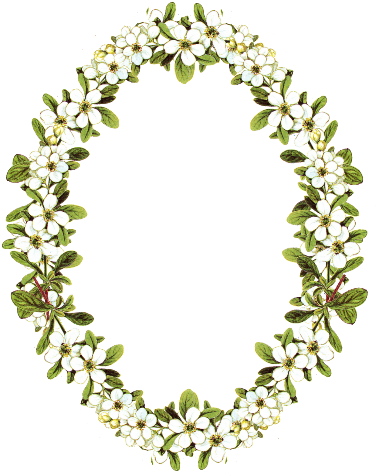 Oval Circle Flower Frame PNG Free Photo PNG Image