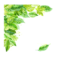 Leaf Frame Transparent Background PNG