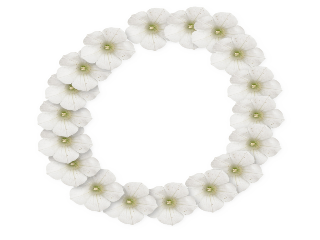 White Flower Frame Photo PNG Image