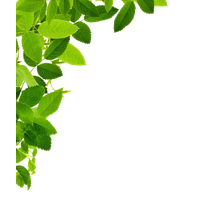 Download Decorative Border Free PNG photo images and clipart | FreePNGImg