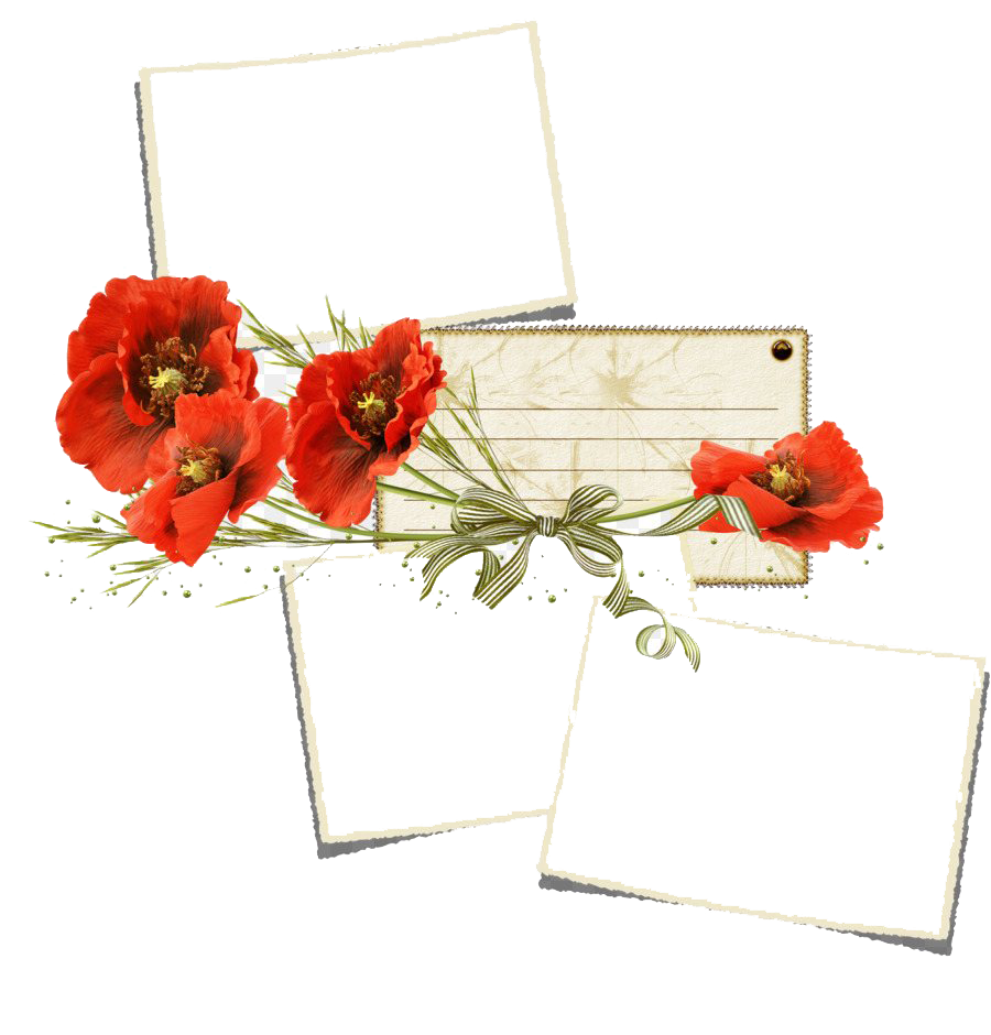 Poppy Frame Flower PNG File HD PNG Image
