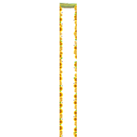 Angle Sunflower Area Pattern Yellow Border PNG