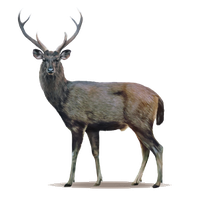 Deer High-Quality Png PNG Image
