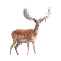 Deer Png Image PNG Image
