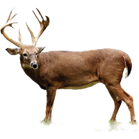 Deer Download Png PNG Image