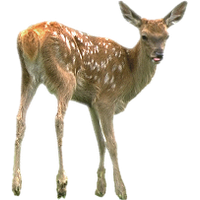 Deer Png Pic PNG Image