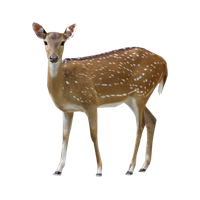 Buck Deer PNG Image