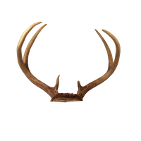 Transparent Deer Antlers PNG Image