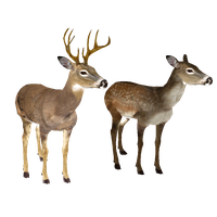 download cerf free png photo images and clipart freepngimg freepngimg