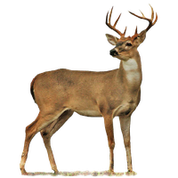 Full Body Deer Drawings Buck PNG Image