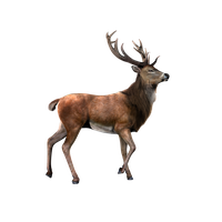 Deer With Transparent Background PNG Image