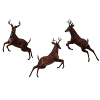Deer Free Download Png PNG Image
