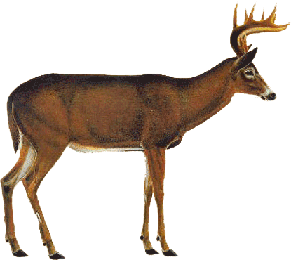 Whitetail Deer Vitals PNG Image