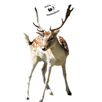 Deer Transparent PNG Image