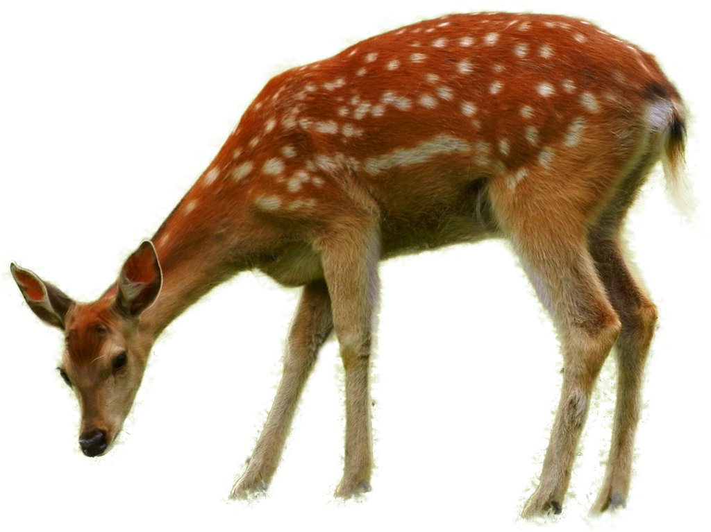 Bambi Download Free Image PNG Image