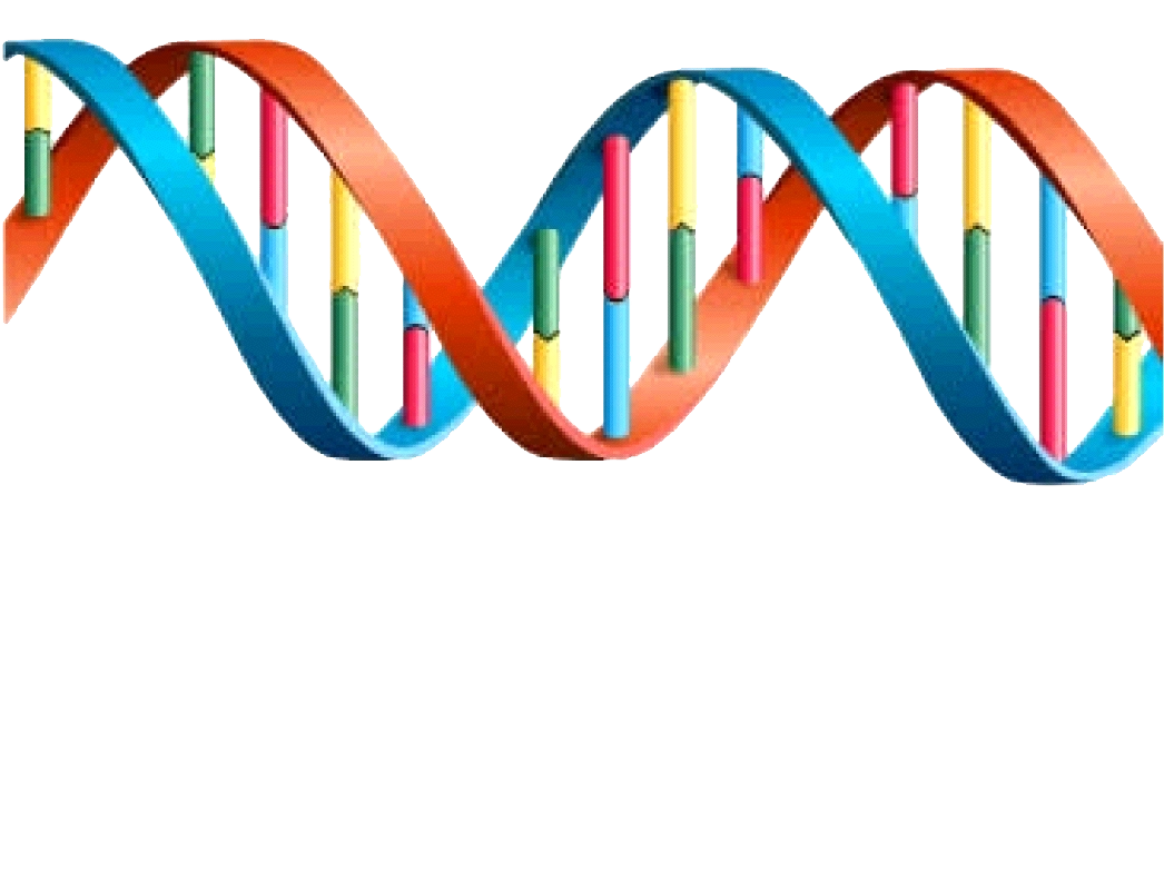 Dna Transparent PNG Image
