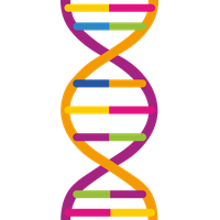 Dna Transparent PNG Image