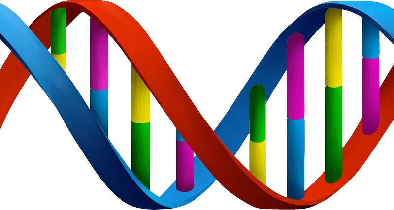 Dna Transparent PNG Image