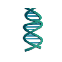 Dna PNG