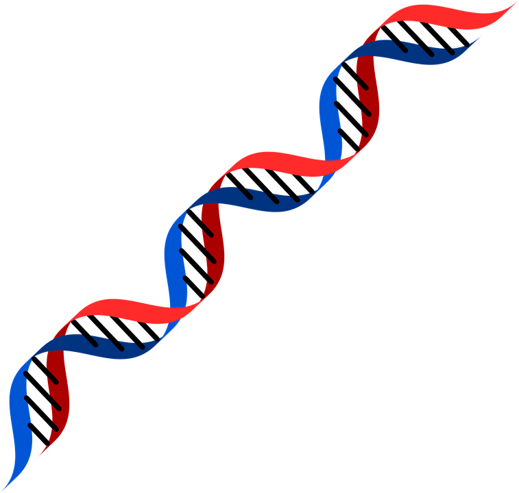 Dna Transparent PNG Image