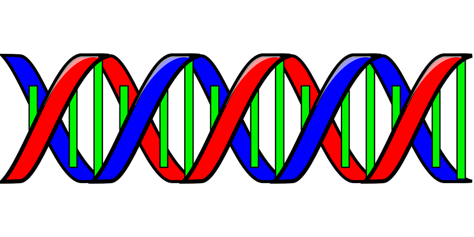 Dna Transparent PNG Image