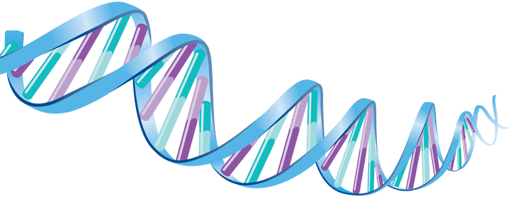 Dna Transparent PNG Image