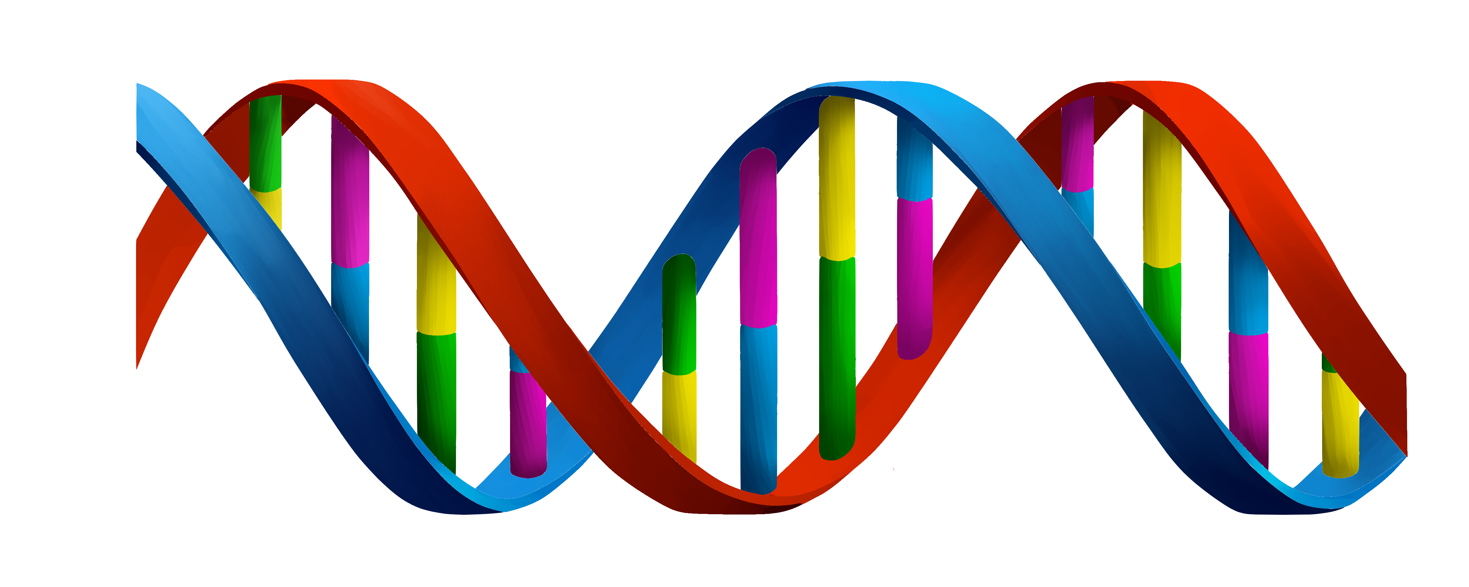 Dna Transparent PNG Image