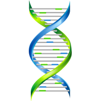 Dna PNG