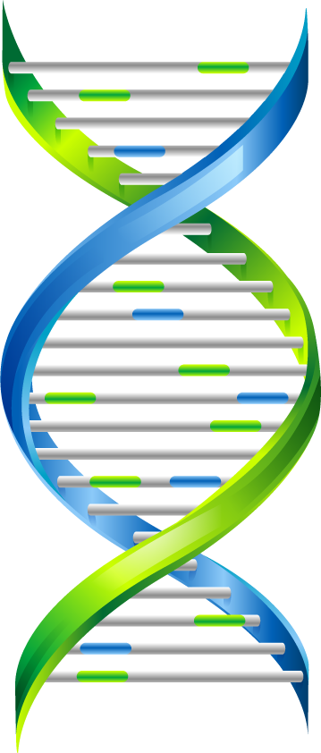 Dna Transparent PNG Image