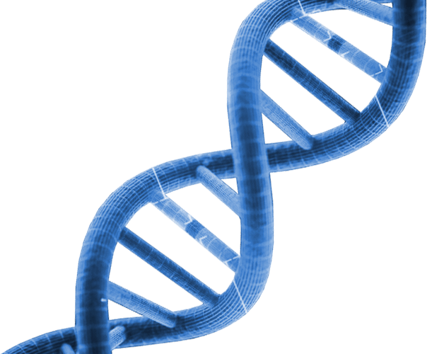 Dna Transparent PNG Image